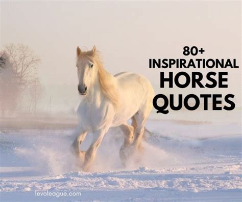 80+ Inspiriational Horse Quotes To Motivate You | Levo League