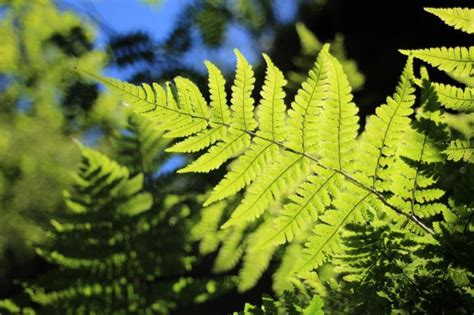 Types of small ferns