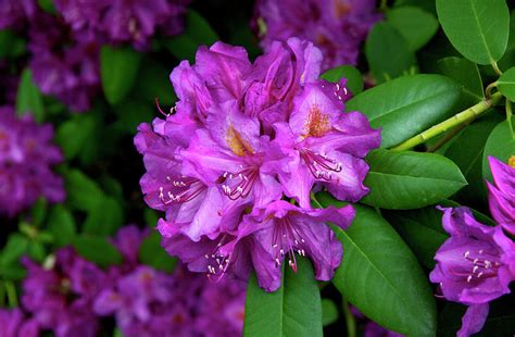 Washington Coastal Rhododendron Photograph by Ed Riche | Fine Art America