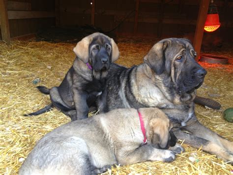 LIVESTOCK GUARDIAN DOG BLOG: My Spanish Mastiffs