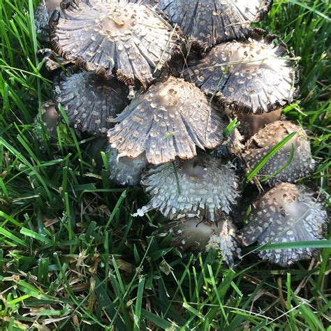 Mushroom ID help? Shaggy Mane? Edible? Thanks! : r/foraging