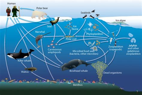 Arctic Wildlife: Get to Know the Polar Cod | Paisajes, Ilustraciones, Invernaderos