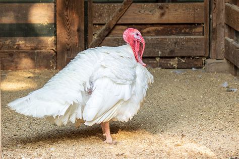 Top 9 Turkey Breeds Found on Farms Across the United States - Farm Flavor