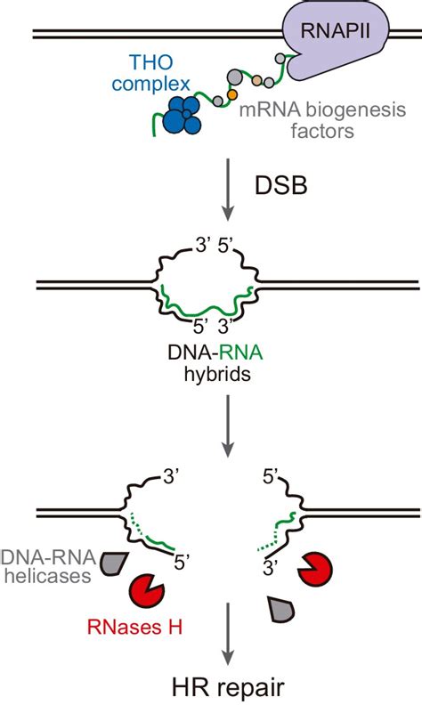 DNA-RNA hybrids at DSBs interfere with repair by homologous ...