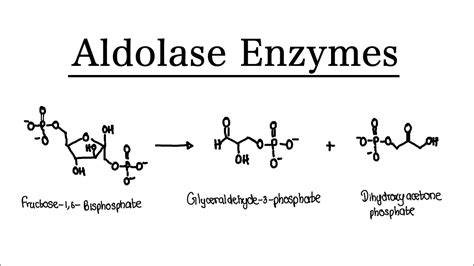 Aldolase Function