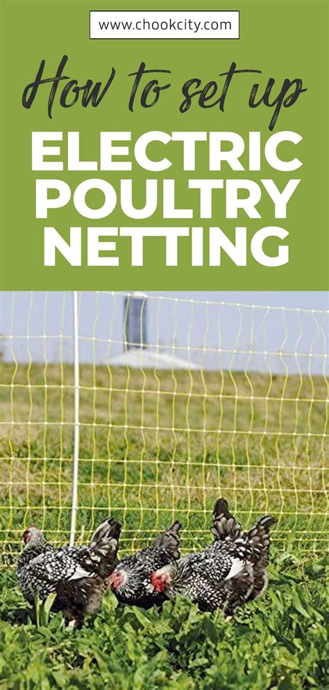 How to Set Up Electric Poultry Netting in 2020 | Electric poultry netting, Beginner backyard ...