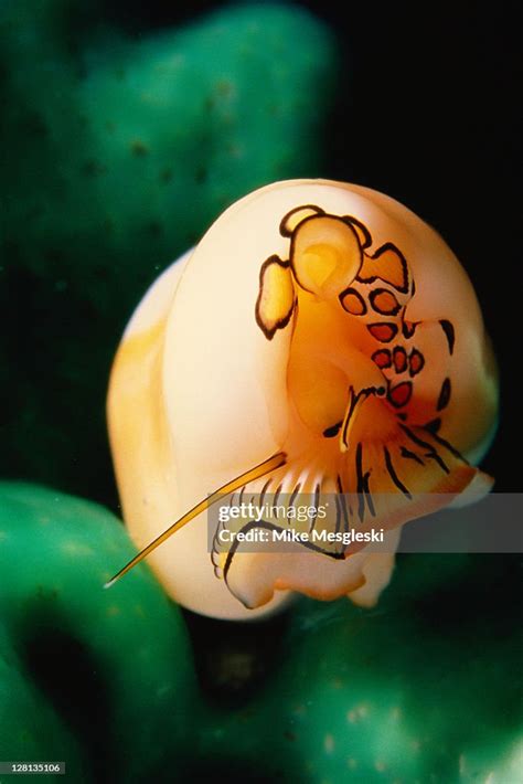 Under051 Flamingo Tongue Shell High-Res Stock Photo - Getty Images