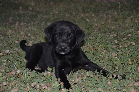 Two Female AKC Black Lab Puppies - Labrador Retrievers in Emmett, Idaho - Idaho AKC Labs - Gun ...