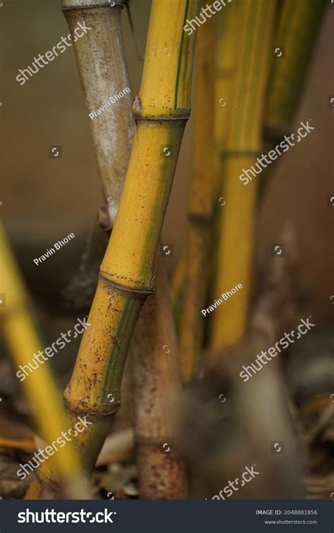 Bamboo Tree Natural Background Wallpaper Stock Photo 2048881856 ...