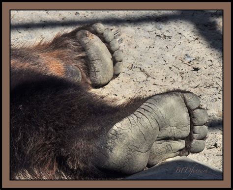 Bear Feet | Just bare, er I mean bear feet | bob from dublin | Flickr