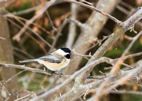 Our Side of the Mountain: Tweet! Chirp! Caw! Websites to Identify Bird Sounds!