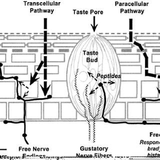 Schematic of the innervation of taste buds and surrounding epithelium... | Download Scientific ...