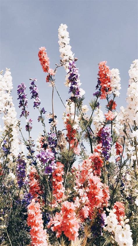 Amazing Aesthetic Pinterest Floral Desktop Wallpaper Images