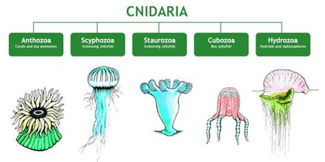 Phylum Coelenterata - Definition, Characteristics, Classification, Examples - GeeksforGeeks