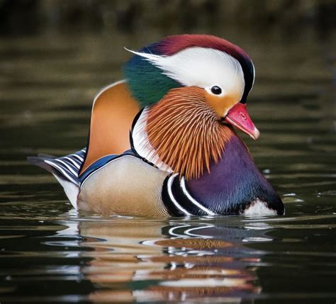 Pin by 지영 임 on 디자인 | Duck pictures, Mandarin duck, Beautiful birds