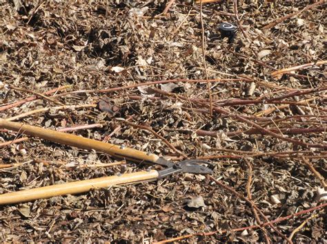 Front Range Food Gardener: Raspberry pruning time