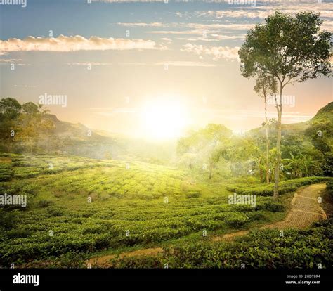 tea plantation, nuwara eliya, tea crop, tea plantations Stock Photo - Alamy