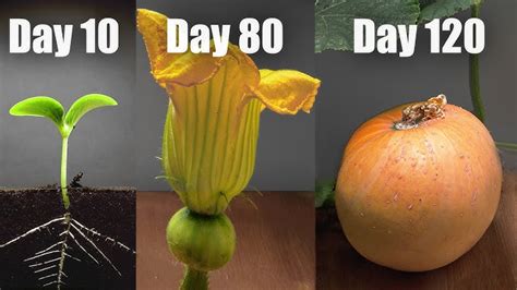 Pumpkin Plant Growth Stages