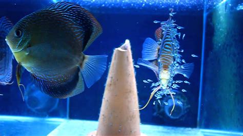 Breeding Discus - Blue Turquoise Discus Breeding Pair with Fry [HD] | Oscar fish, Discus, Discus ...