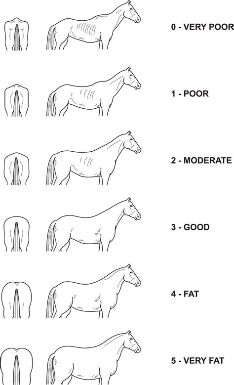 A Basic Guide to Feeding your Horse | Allen & Page | Horse Feed