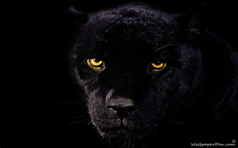 Black Panther Animal Wallpapers - Top Free Black Panther Animal Backgrounds - WallpaperAccess