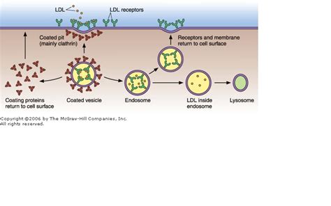 International University: Receptor-Mediated Endocytosis