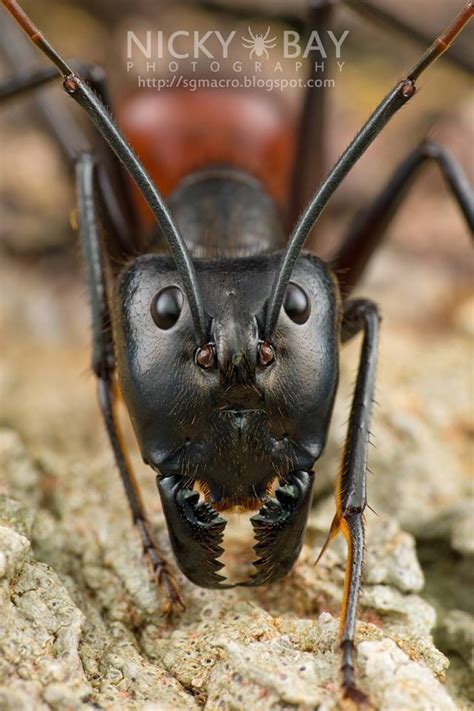 giant forest ant (Camponotus gigas) by Nicky Bay | Ants, Ant species ...