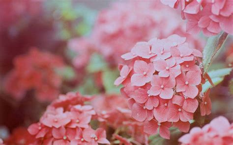 Pink Hydrangea Wallpapers - Wallpaper Cave