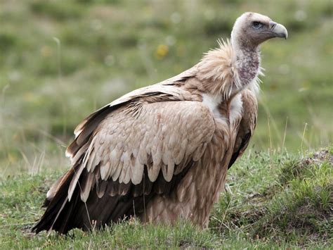 Himalayan Griffon (Himalayan Vulture) - eBird