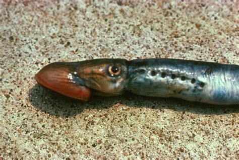 File:Sea lamprey petromyzon marinus.jpg