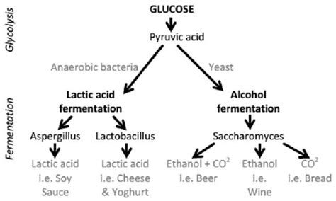 FOOD PRESERVING: THE FERMENTATION PROCESS