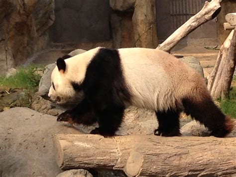 Hong Kong Giant Pandas | The Family Travel Blog