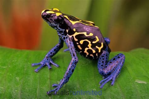 Dyeing Poison Dart Frog (Dendrobates tinctorius) | Visuals Unlimited | Reptielen, Pijlgifkikkers ...