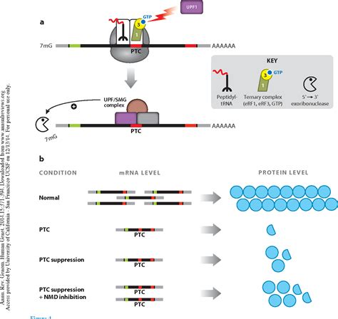 Figure 4 from Therapeutics based on stop codon readthrough. | Semantic Scholar