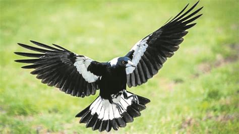 Magpies have started swooping season early in the Mid-Western region. | Magpie, Magpie art ...