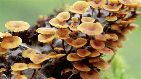 Decomposer | biology | Britannica.com