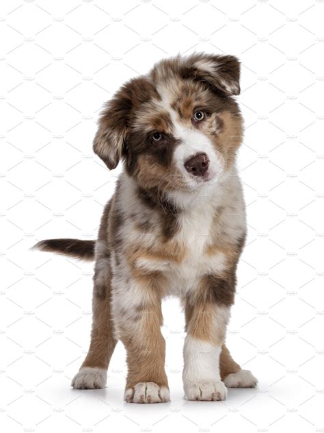 Brown Australian Shepherd dog pup on white background | Animal Stock Photos ~ Creative Market