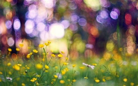 Bokeh Nature Wallpaper HD 07711 - Baltana