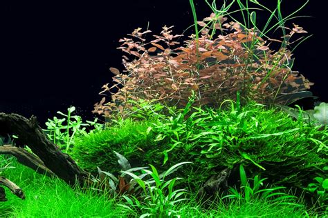 About emerse production of aquarium plants - Tropica Aquarium Plants