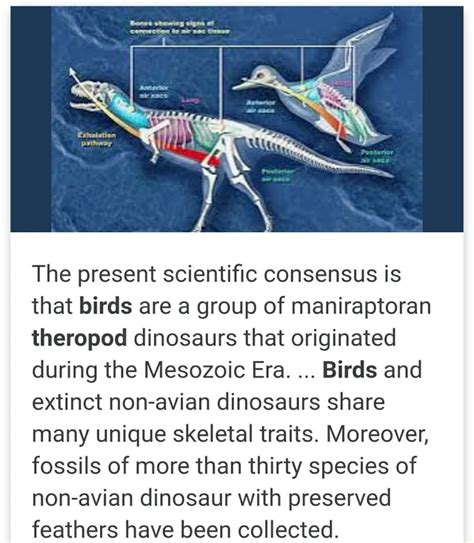 The present scientific consensus is that birds are a group of maniraptoran theropod dinosaurs ...