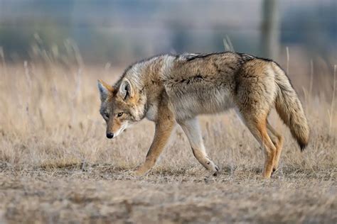 Mountain Lion Vs Coyote: The Main Differences - Tiger Tribe