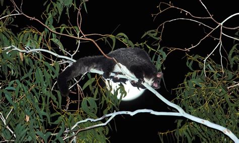 7 Facts about the greater glider – WWF-Australia | 7 Facts about the greater glider | WWF Australia