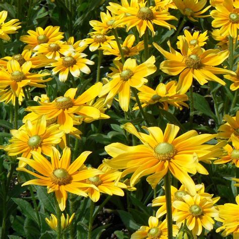 Rudbeckia hirta 'Prairie Sun' from NVK Nurseries