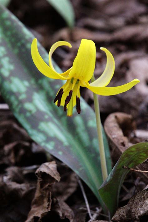 Native Trout Lily Adds Early Spring Color to Shade - Birds and Blooms