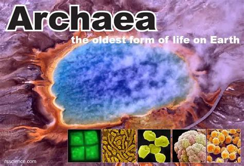 Archaea - Definition, Structure, Types & Extremophile Habitats - Rs ...