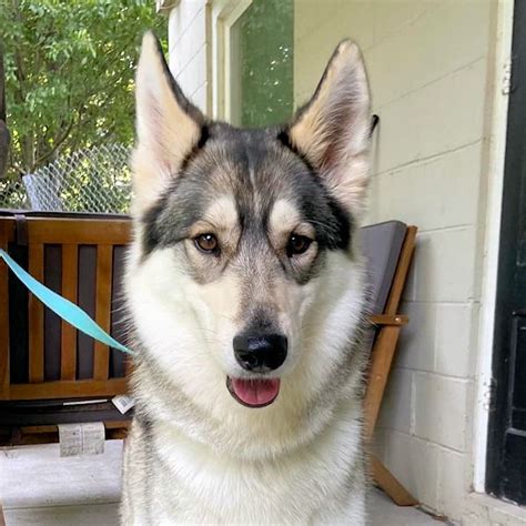 Dog adoption in Omaha, NE 68135: Siberian Husky (medium coat) Dog "Edith Rose"