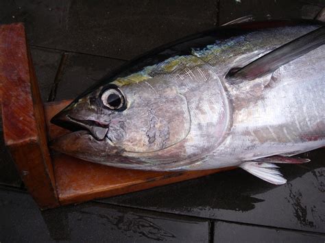 Thunnus albacares » NCFishes.com