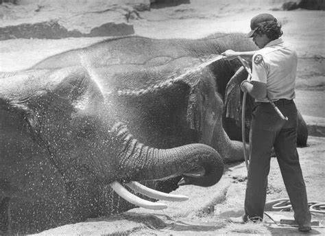 Elephants at the San Antonio Zoo get hosed down to keep cool in... Photo-5992046.81541 - San ...