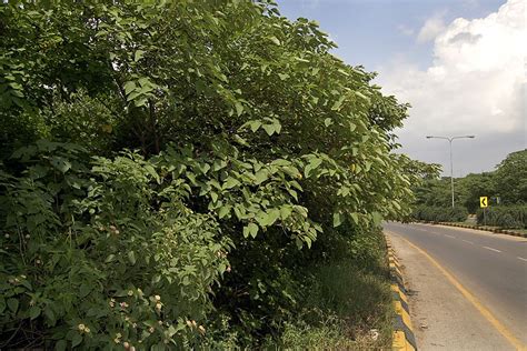 Broussonetia papyrifera (paper mulberry) | CABI Compendium