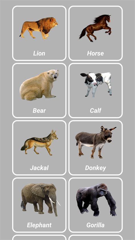 Animal Sounds APK for Android - Download